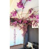درخت رونده گل کاغذی برای اتاق خواب